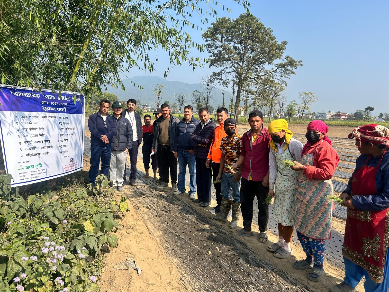 Commercial onion farming with Safa Mal organic fertiliser